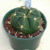 Gymnocalycium_horstii